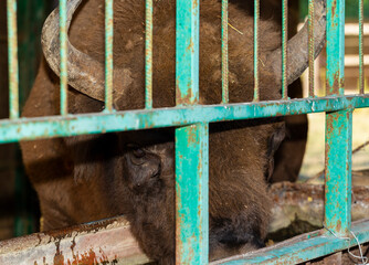 European bison (Bison bonasus), also known as the wisent. Muzzle of an animal at close range. Bull in the pen. © Piotr