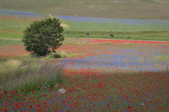 Castelluccio of norcia