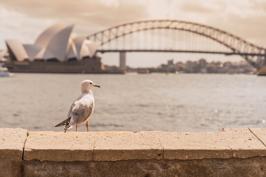 Seagull in Sydney bay with opera house and the bridge in the background