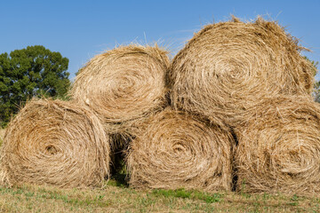 Five haystacks are stacked in one huge stack which located on the field after harvesting. Sunny day, clean blue cloudless sky and some trees on the background.