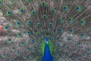 Obraz premium Close up of peacock.