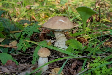 mushroom in the grass