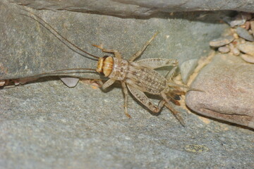 House Cricket (Acheta domesticus)