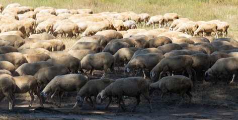 A herd of goats and sheep. The survival of animals in the arid steppe. Pastures of Europe.