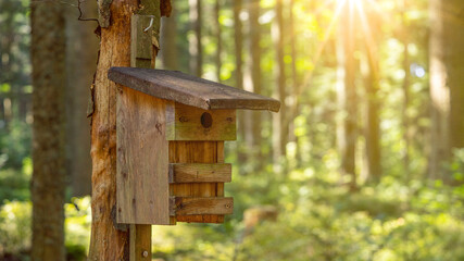 Forest landscape background - Birdhouse / nesting box on the tree trunk in the Black forest, illuminated by the sun