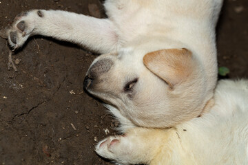 A small white puppy is sleeping on the ground. Portrait of an animal.