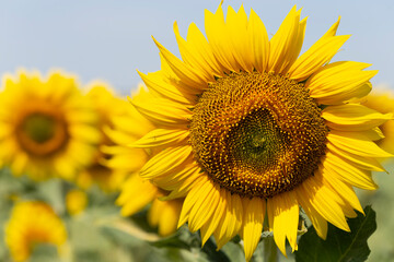 Fototapeta premium Image of beautiful sunflowers photographed close. Sunflower Flower Blossom.
