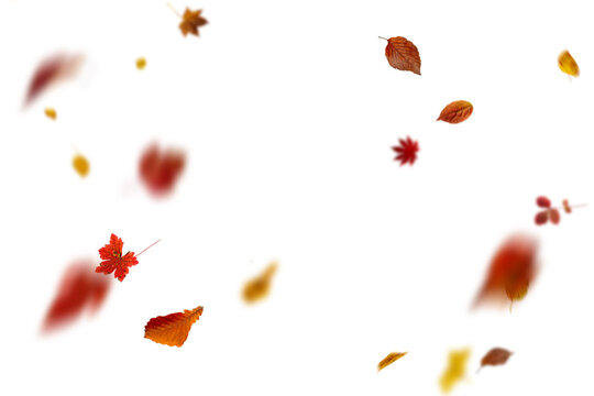 Fototapeta Bright autumn falling leaves on white background