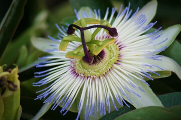 Passiflore