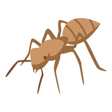Tropical ant icon. Isometric of tropical ant vector icon for web design isolated on white background