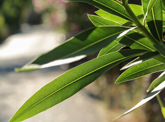 Green leaves backlit for the sun