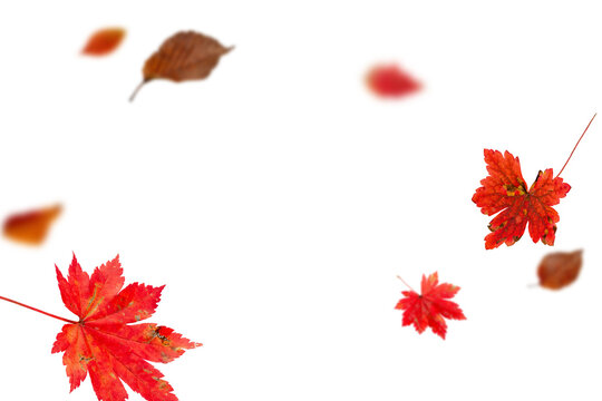 Bright autumn falling leaves on white background