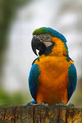 règne animal