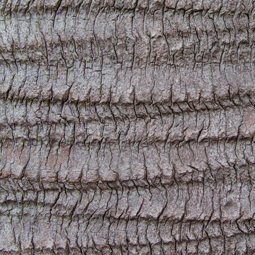 Close-up of palm tree bark. Grey picture. Natural Background/Textures