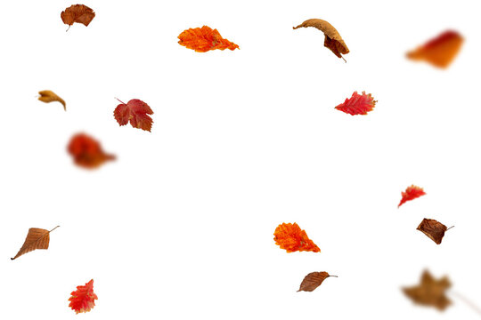 Bright autumn falling leaves on white background
