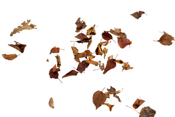 Dry autumn falling leaves on white background