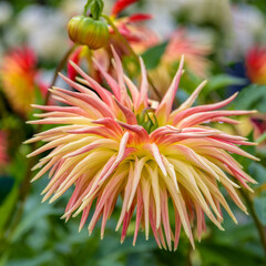 Close-up view of bright red and yellow flower of blooming Dahlia cactus with raindrops at autumn day
