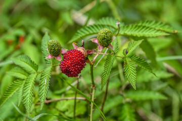 Ripe and unripe berries on shrub of Rubus illecebrosus. Common names include balloon berry and...