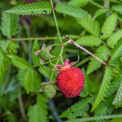 Ripe and unripe berries on shrub of Rubus illecebrosus. Common names include balloon berry and...