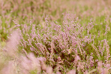 wild pink forest flowers
