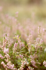 Obraz premium wild pink forest flowers