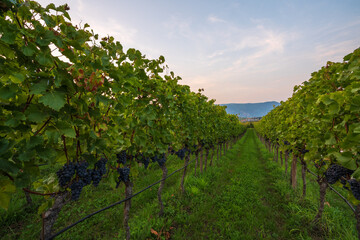 Fototapeta na wymiar Ripe grapes in the Italian South Tyrol ready to pick.
