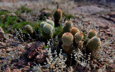 Group of cacti thriving during record droughts in american southwest resistant to climate change using minimal water and native hot.