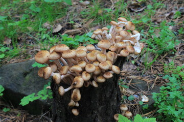 mushrooms on the tree