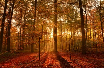 Stunning sunrise in the forest in autumn, with glowing rays of light through the foliage