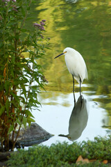 Egret Reflection