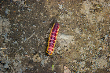 Huge red and yellow caterpillar on the ground. Close up shot