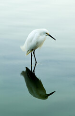 Ethereal Fishing Egret