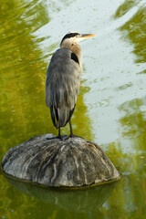 Blue Heron at Lindo Lake