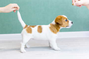 White Jack Russell puppy with brown spots stands sideways in a rack. Concept of dog training, preparation for the show.