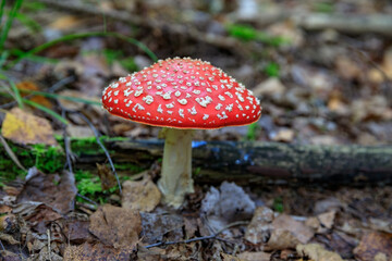 Red poisonous mushrooms - fly agarics in the Belarusian spruce forest.