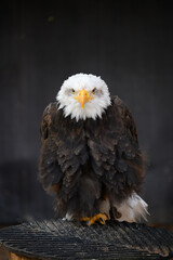 majestic Bald Eagle on dark Background
