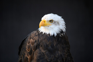 majestic Bald Eagle on dark Background