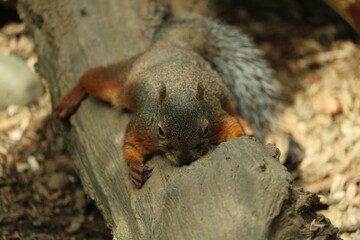 望遠レンズで撮った可愛いリス