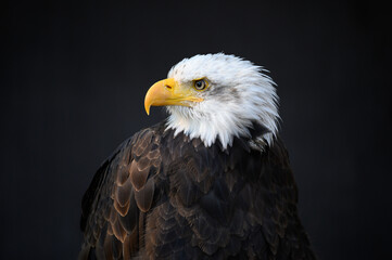 majestic Bald Eagle on dark Background