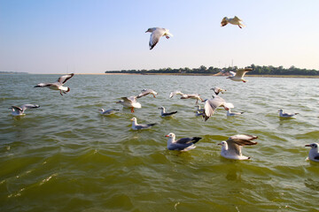 Heuglin's gull or Siberian gull, migrated siberian bird on ganges river Allahabad at prayag triveni...