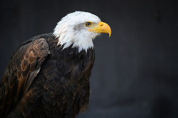majestic Bald Eagle on dark Background