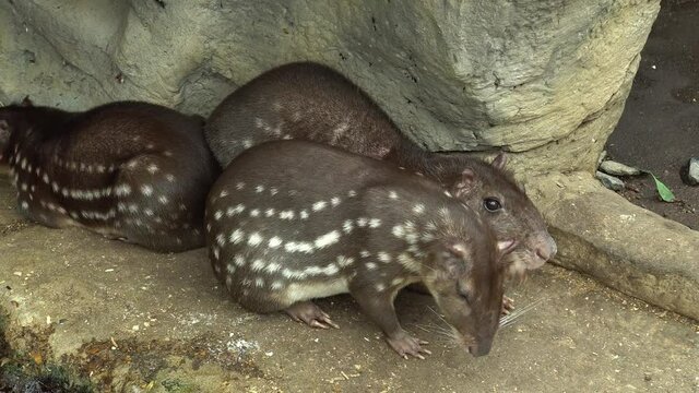 Cuniculus pacas mmmals of South America