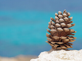 pine cone with blue water in the background