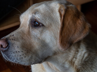 close-up of light colored labrador retriever