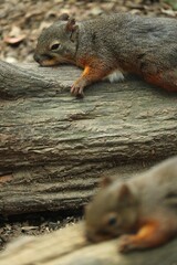 望遠レンズで撮った可愛いリス