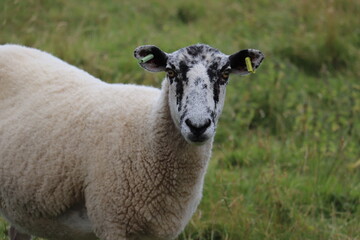 Sheep with a two tone face set against a green pasture