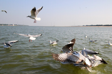 Naklejka premium Heuglin's gull or Siberian gull, migrated siberian bird on ganges river Allahabad at prayag triveni sangam