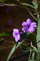 flowers of a lilac