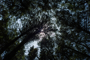 High Tree Trunks Moving in the Wind on a Sunny Day