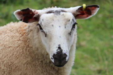 Close up of a sheep with two tone face set against a green pasture